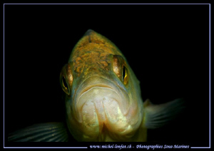 A very very curious Perche - intrigued by the reflexion o... by Michel Lonfat 